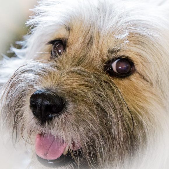 Meet your Posher, Richard - Picture 1 of 1